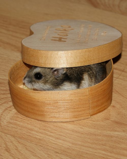 dwarf hamster animal pet
