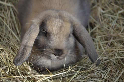 dwarf hare brown floppy ear