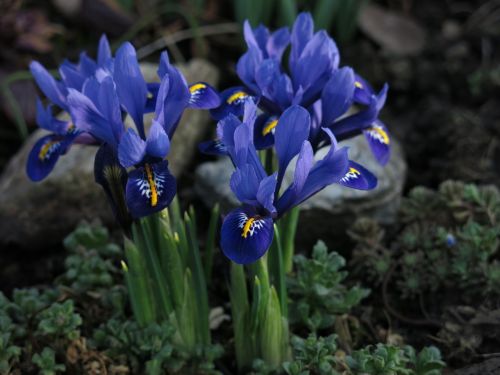 dwarf iris purple flower