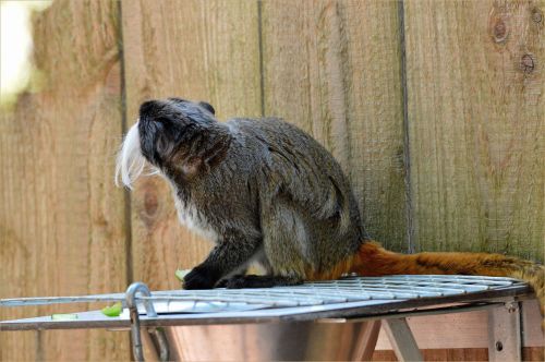 Dwarf Monkeys