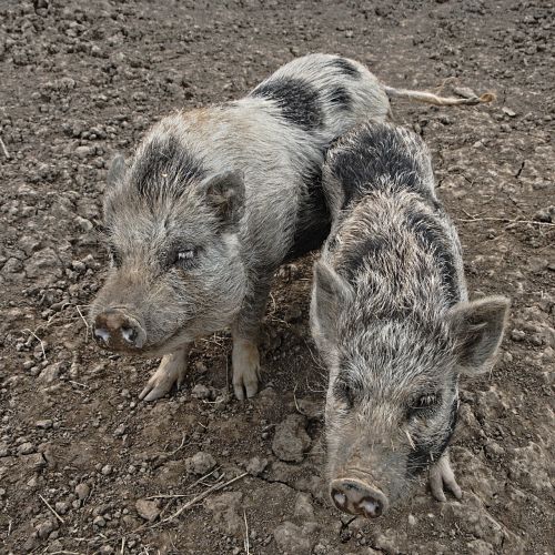 dwarf pigs pigs asia