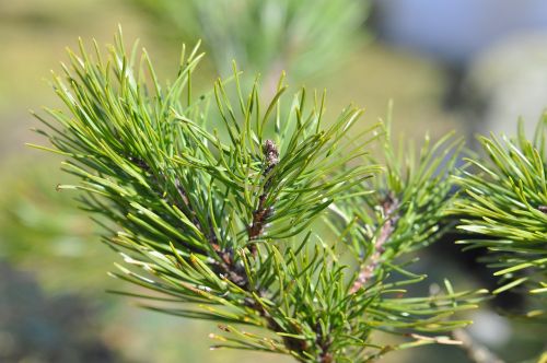 dwarf pine siberian dwarf pine conifer
