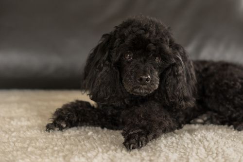 dwarf poodle black dog bitch