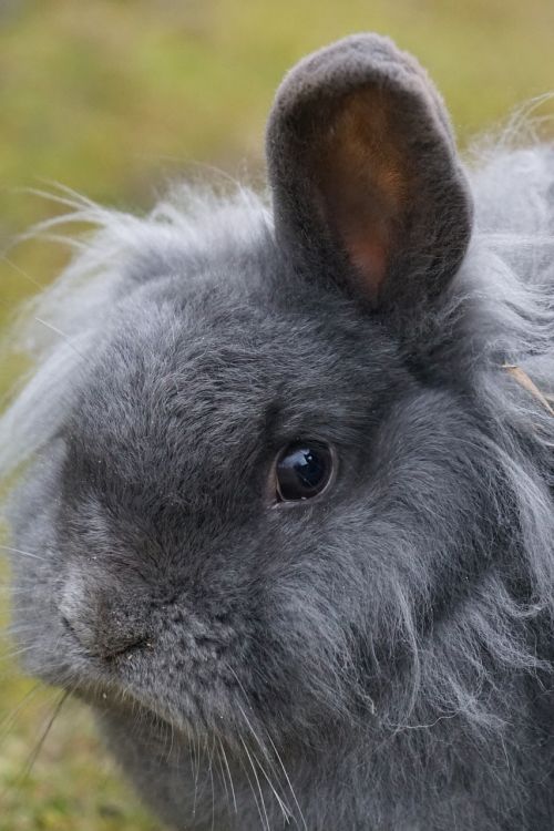 dwarf rabbit house rabbit pet