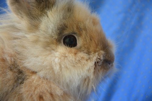 dwarf rabbit head profile eyes
