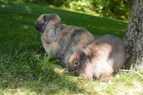 dwarf rabbit rabbit domestic animal