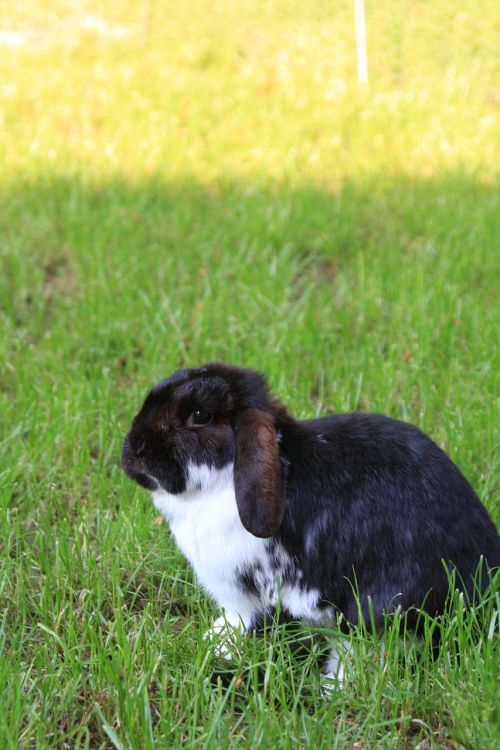 dwarf rabbit garden summer