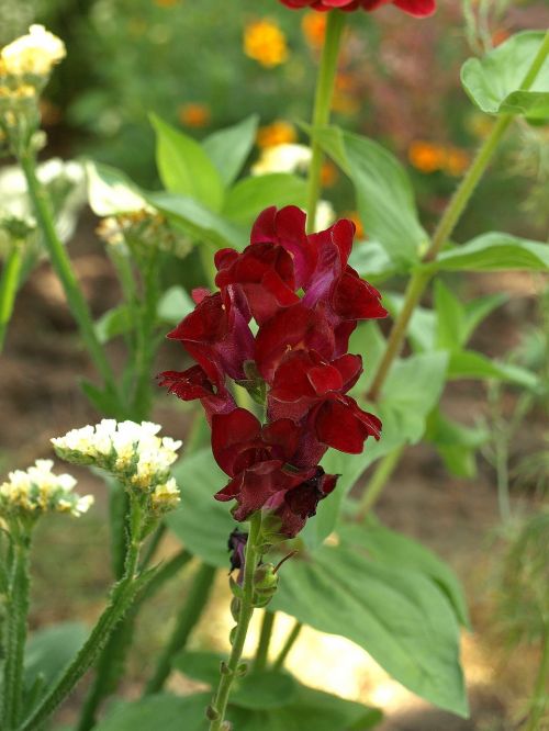 dwarf snapdragon antirrhinum majus pumilum flower