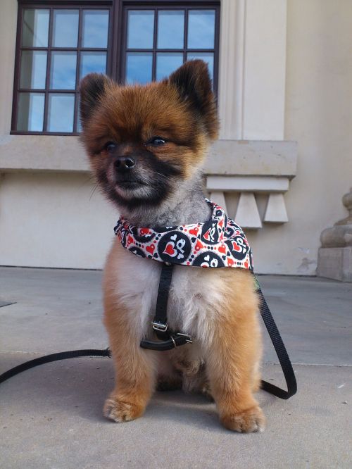 dwarf spitz pomeranian dog