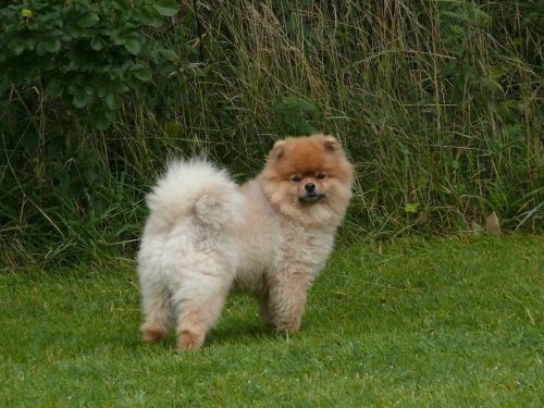 dwarf spitz pomeranian dog