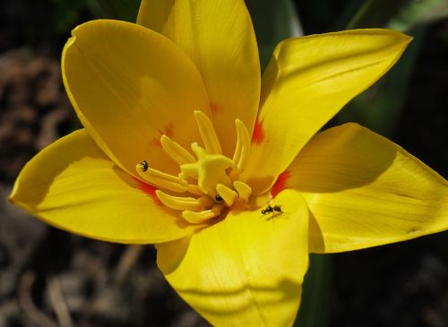 dwarf tulip blossom bloom
