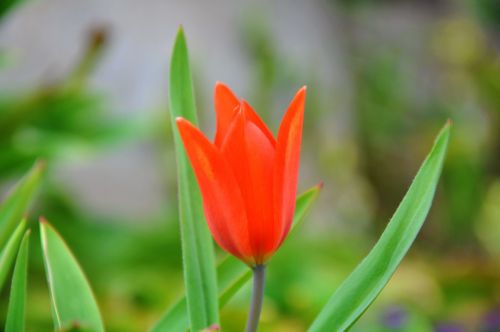 dwarf tulip flower spring