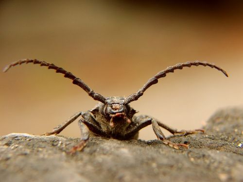 dyląż tanner animals insects