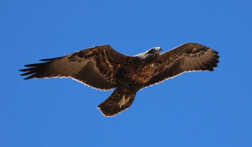 eagle park national