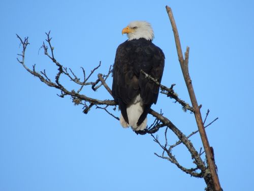 eagle nature majestic