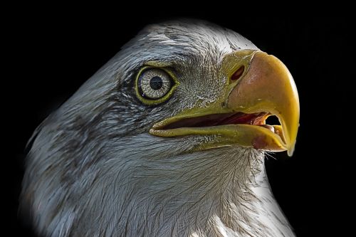 eagle bird bird of prey