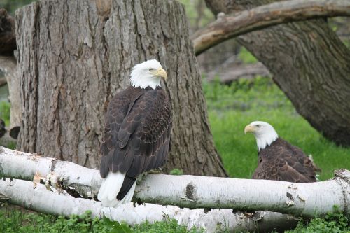 eagle bird raptor