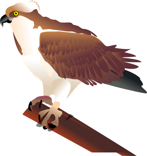 eagle hawk bird