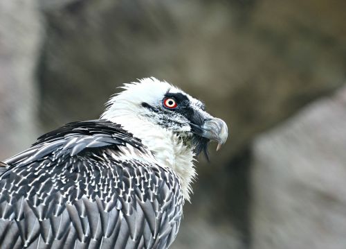 eagle vulture predator