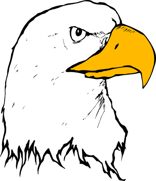 eagle bird beak