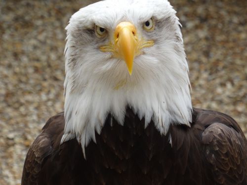 eagle bird close up