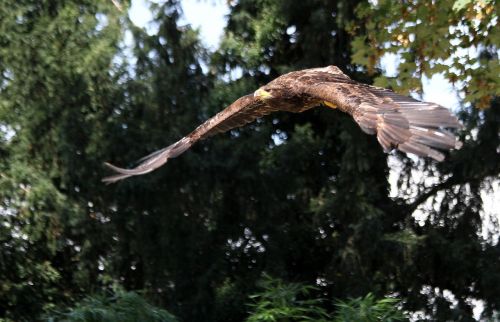 eagle raptor bird