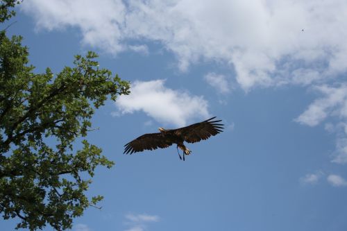 eagle bird air