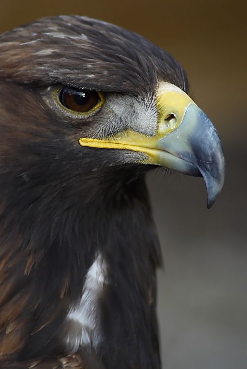eagle head bird
