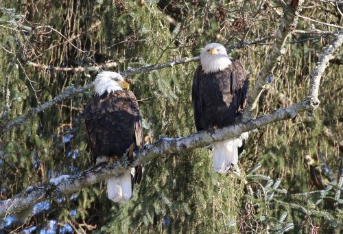 eagle winter pair