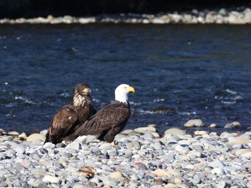 eagle teaching fishing