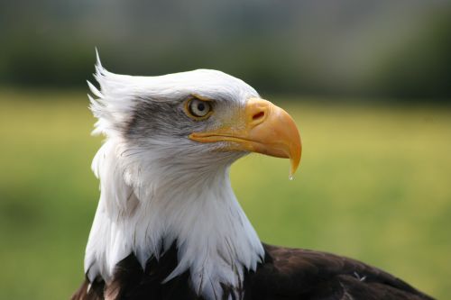 eagle close up sanctuary