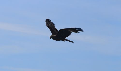 eagle sky bird