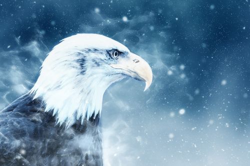 eagle bird snow