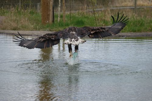 eagle wildlife zoo