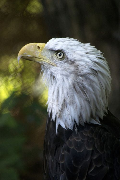 eagle bald american