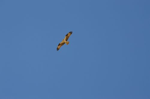 eagle bird flight