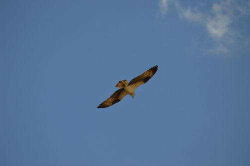 eagle bird flight