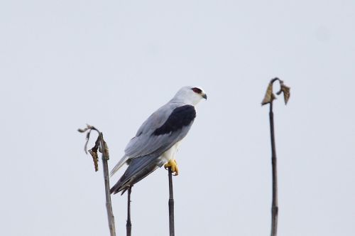 eagle white bird