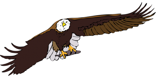 eagle bald bird