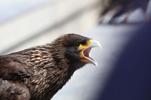 eagle squawk screech