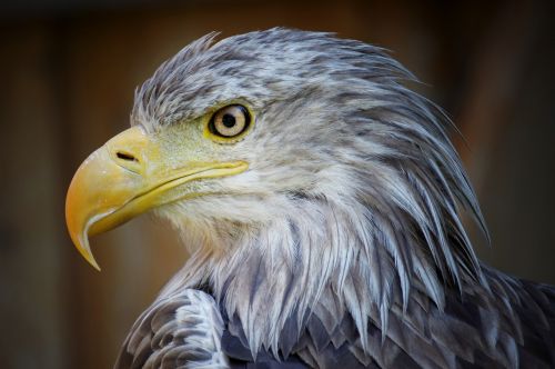 eagle portrait bird