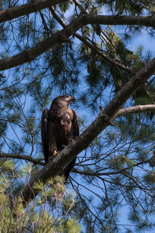 eagle bird nature