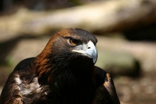 eagle golden eagle raptor
