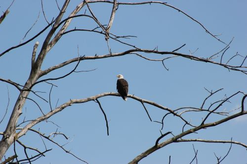 eagle bird bald eagle