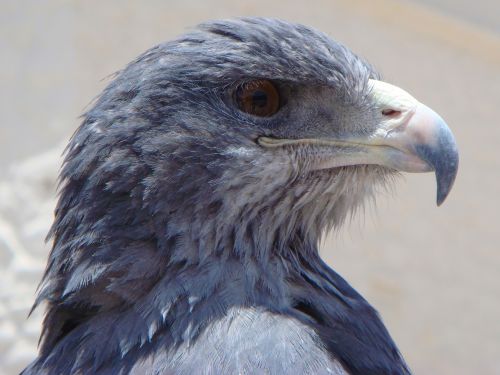 eagle blue eagle bird of prey