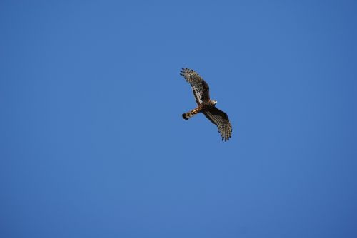 eagle flying bird