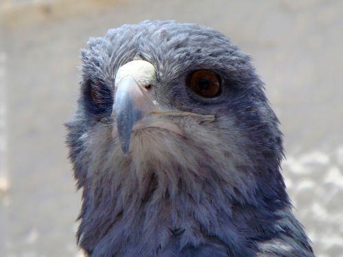 eagle blue eagle bird's head peninsula