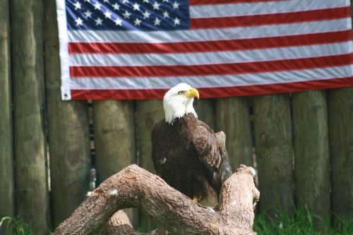 eagle america beautiful