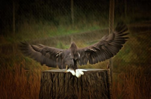 eagle wings bird of prey
