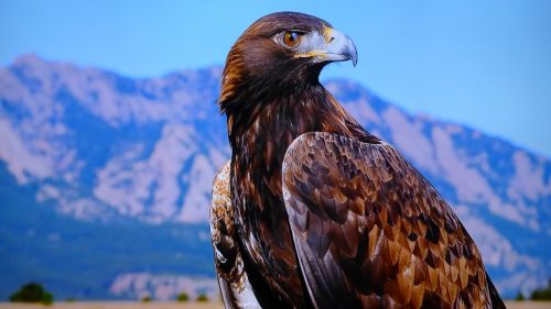 eagle high tatry